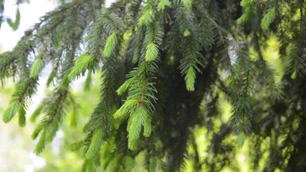 Giovane ramo di abete verde che si muove nella leggera brezza del vento. Filmati FullHD — Video Stock