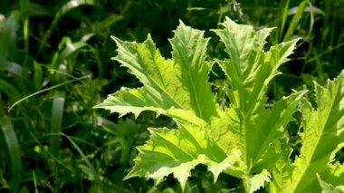 Hogweed yaprakları rüzgarda sway. İnek yabani havuç yaprakları