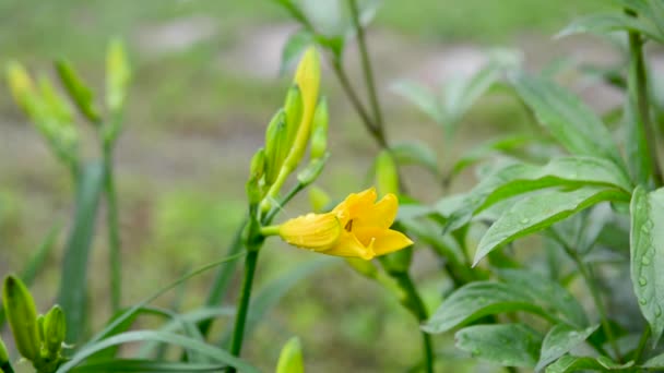 Κίτρινο λουλούδι ίριδας στον κήπο. Βούβαλοι και νεαρά φύλλα στον άνεμο στη σκιά, μετά τη βροχή. Στατική κάμερα. Στατική κάμερα. — Αρχείο Βίντεο