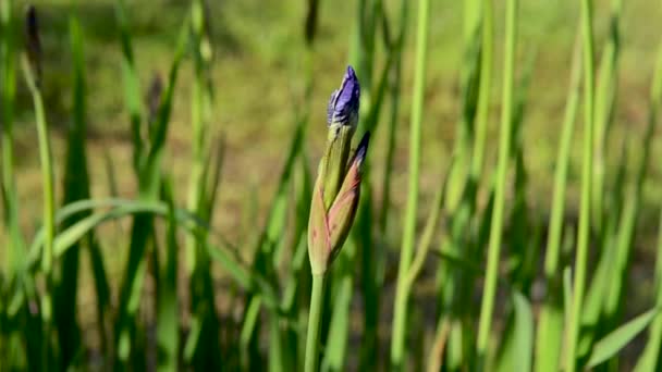 Blue iris flower in the garden. Buds and young leaves in the wind in the sun. Static camera. — Stock Video