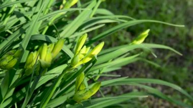 Bahçedeki sarı iris çiçeği. Tomurcuklar ve genç yapraklar güneşte rüzgarda uçuşuyor. Statik kamera.