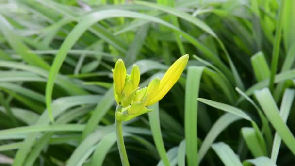 Yellow iris flower in the garden. Buds and young leaves in the wind in the shade, after the rain. Static camera. Static camera. — Stock Video