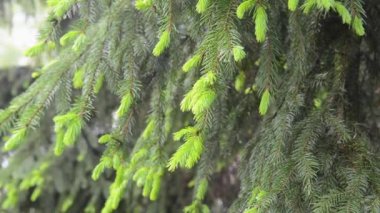 Genç yeşil köknar dalı hafif rüzgar esintisinde hareket ediyor. Yüksek kaliteli FullHD görüntüler