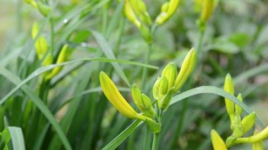 Bahçedeki sarı iris çiçeği. Yüksek kaliteli FullHD görüntüler