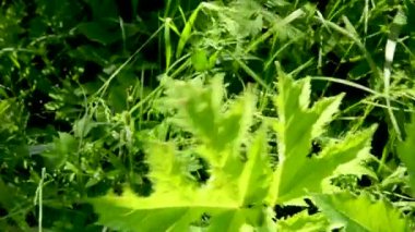 Yaban domuzu rüzgarda sallanıyor. İnek havucu yaprakları. Yüksek kaliteli FullHD görüntüler
