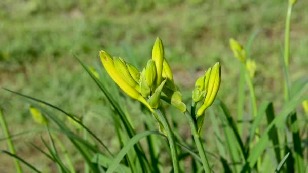 Yellow Iris Flower Garden High Quality Fullhd Footage — Stock Video