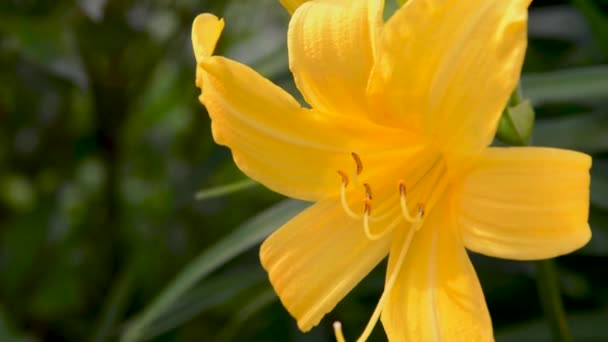 Floração de lírios amarelos no jardim. Movimento de vento, câmara estática. Fechar vídeo — Vídeo de Stock