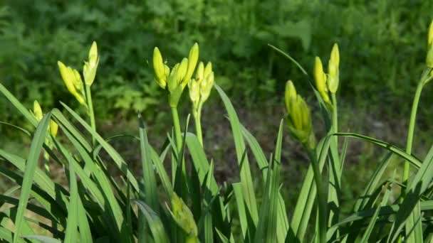 Flor amarilla del iris en el jardín. Brotes y hojas jóvenes en el viento en el sol. Cámara estática. — Vídeos de Stock
