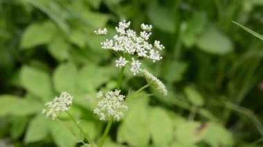 Aethusa cynapium, aptallar maydanoz, aptallar cicely, ya da zehirli maydanoz bitkinin yıllık veya iki yıllık bitkisidir. HD video
