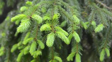 Genç yeşil köknar dalı hafif rüzgar esintisinde hareket ediyor. Tam HD görüntüler