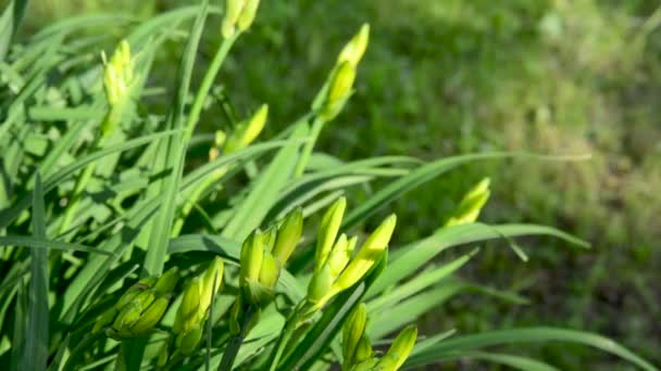 Fiore di iris giallo in giardino. Gemme e foglie giovani nel vento al sole. Telecamera statica. — Video Stock