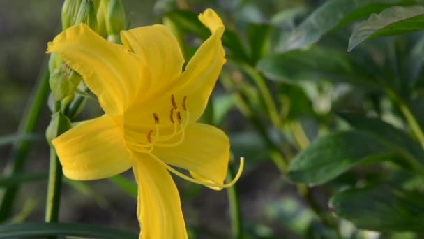 꽃피는 노란색의 백합 이 있는 정원. 바람의 움직임, 정적 카메라. 클로즈업 비디오 — 비디오
