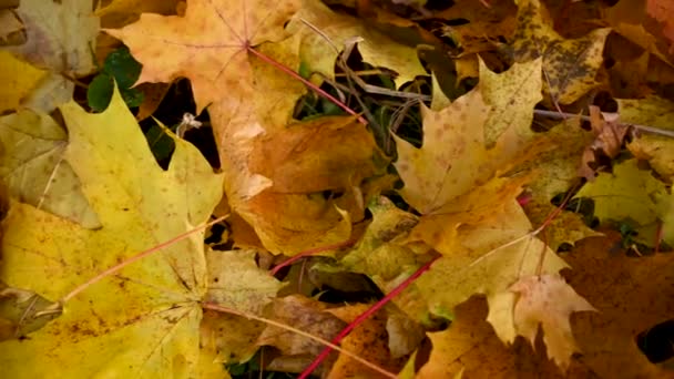 赤いリンゴとカラフルなカエデの葉の目覚まし時計。秋の時間概念パノラマモーションカメラビデオ. — ストック動画