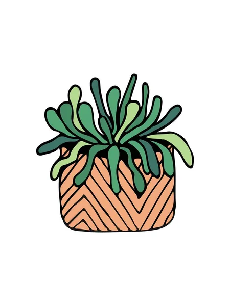 Doodle cactus ilustración en blanco — Vector de stock