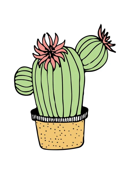 Doodle cactus ilustración en blanco — Vector de stock