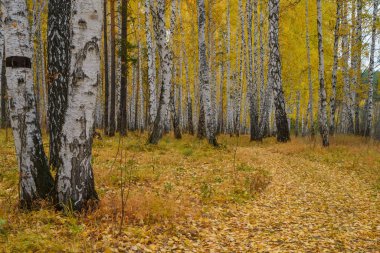 Ormanda sonbahar. Huş ağaçlarının yaprakları sarardı. Arka sokakta, düşen sonbahar yapraklarından bir halı seriliyor. Beyaz ve sarı renklerde yumuşak sonbahar manzarası. Ural, Rusya