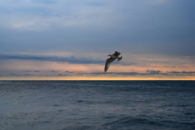 Mavi tonlarda ahenk, huzur ve sükunet dolu bir deniz manzarası. Sarı renkli bulutlu bir gökyüzü ve denizin mavi sularının üzerinde uçan bir martı ile bir yaz akşamı. Bir kuşa yakın çekim 