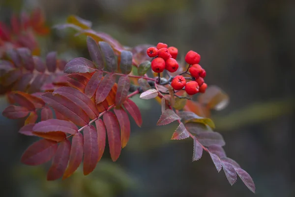 Autumn Branch Mountain Ash Bunch Red Ripe Berries Carved Leaves — Stock Photo, Image