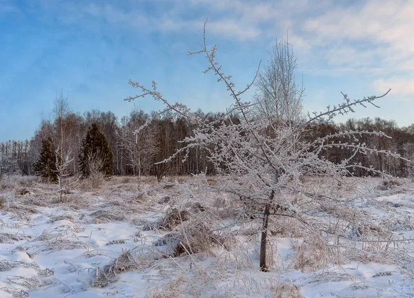 Wild Apple Tree Flying Leaves Covered Morning Frost Sunny Winter — Stock Photo, Image