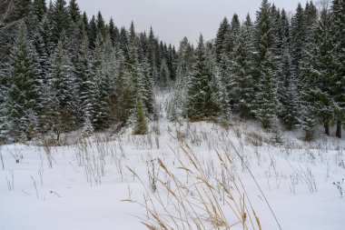 Bir kar yağışı sonrası tepenin üzerindeki ladin ormanı. Beyaz pofuduk karla kaplı yedi. Köknar ağaçlarının sivri uçları gri gökyüzüne karşı çok güzel duruyor. Zemin karla kaplı. Rusya, Ural 