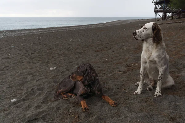 Ένα Ζευγάρι Σκύλων Μια Σκοτεινή Αμμώδη Ακτή Ατενίζουν Προσοχή Την — Φωτογραφία Αρχείου