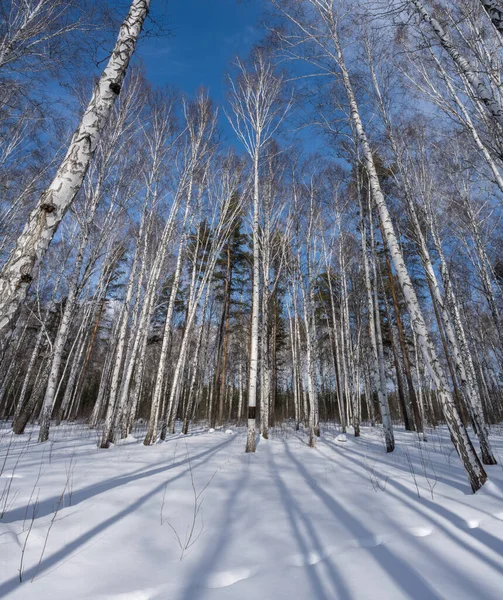Güneşli bir kış ormanında, aşağıdan yukarıya doğru uzanan uzun beyaz kabuklu huş ağaçlarına alışılmadık bir bakış. Doğrusal perspektif yukarı doğru. Ağaçların gölgeleri de bir noktada birleşerek deseni oluşturdu. Rusya, Ural 