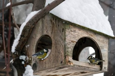 Tits sit on a wooden old feeder with food on a sunny winter day during a snowfall. A cap of loose white snow lies on the birdhouse. Feeding birds in winter conditions. Eco-friendly feeder. Russia, Ural 