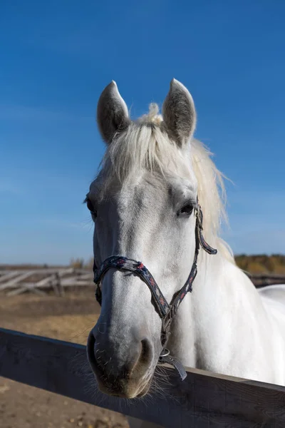 Portrait White Horse Bridle Farm Clear Blue Sky Well Groomed — Foto Stock