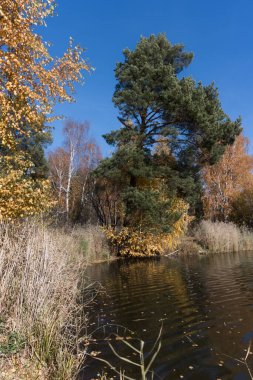 Orman gölündeki sonbahar, güzelliğinin tam ortasındadır. Huş ağaçları sarı-turuncu tonlarda renklendirilmişti. Mavi gökyüzü sonbahar doğasının renklerini mükemmel bir şekilde belirler. Kıyıdaki uzun çam ağacı. Rusya, Ural 