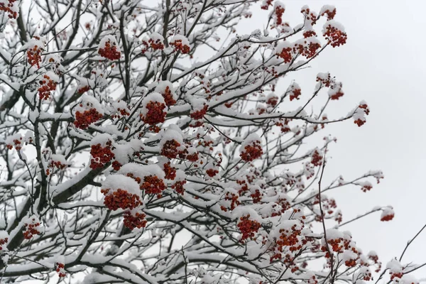 Vogelbeerkrone Mit Leuchtend Roten Früchten Die Mit Weißem Flauschigem Schnee — Stockfoto