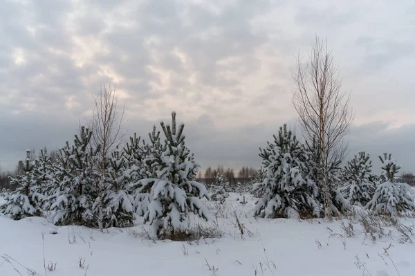 Abend Winterwald Nach Einem Schneefall Eine Gruppe Junger Kiefern Auf — Stockfoto