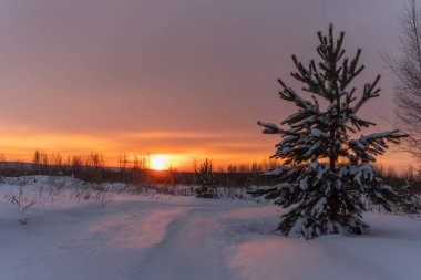 Snow-covered pine against the backdrop of the rising sun on a winter morning. Dawn on the outskirts of the forest, along which a dirt road bends. Reflection of pink light on the snow. Russia, Ural 