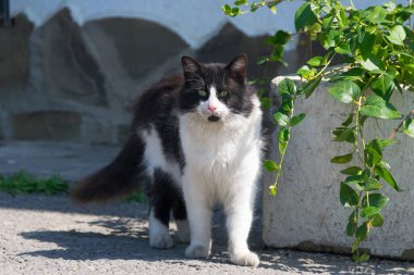 Full-length portrait of a fluffy elegant cat with green eyes against the background of stones and a green plant. Domestic black and white cat went outside for a walk. close-up. Attentive look. 