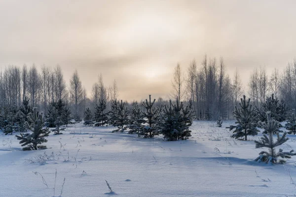 Frosty Foggy Morning Edge Forest Young Pines Frosted Twigs Tender — Stockfoto