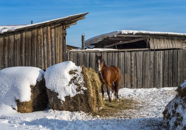 Red Horse Mane Walks Street Farm Winter Sunny Day Large — Foto Stock