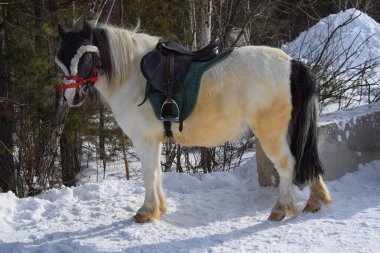 Eyeri ve dizginleri olan genç bir midilli, kış günü her çocuğa binmeye hazır. Yakın plan. Çocuk kış oyunları ve şehirde eğlence. Çam ormanının arka planında küçük bir at. Rusya, Ural