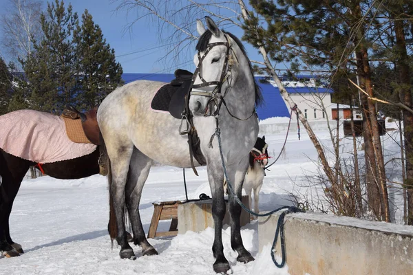 Cavallo Muscoloso Grigio Con Sella Briglia Bambini Cavalcare Inverno Giochi — Foto Stock