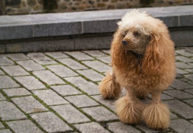 Güzel, kumlu bir kaniş. Saç kesimi ve uzak bir bakışla. Yaz günü şehirde yürüyüş yapan bir evcil hayvan. Genç, bakımlı bir köpek. Yakın plan. Arka plan kaldırım levhaları ve taşlar