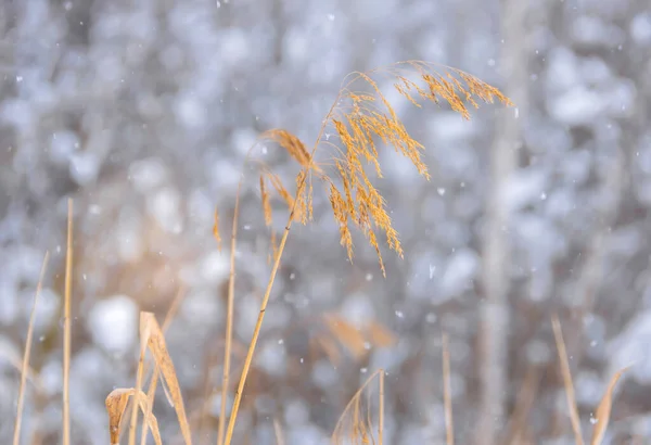 Χαριτωμένο Κίτρινο Ξηρό Γρασίδι Μια Ημέρα Του Χειμώνα Μια Κλίση — Φωτογραφία Αρχείου