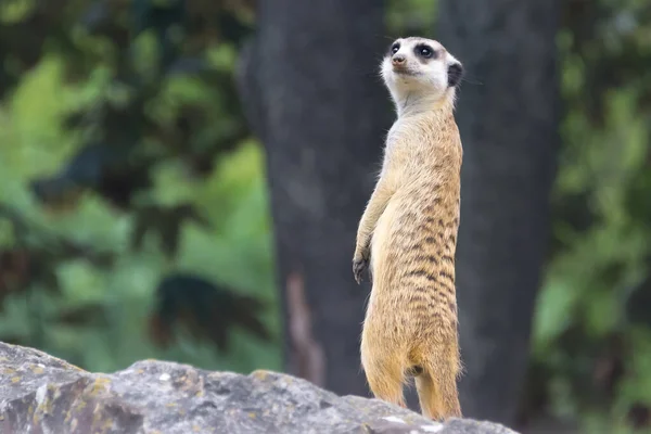 面白いMeerkatは岩の上に高く立っており 夏の日に重要な番人の仕事を実行します 接近中だ 動物はぼやけた野生動物を背景にあらゆる方向を見ています — ストック写真