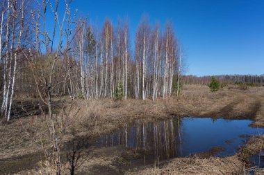 Sıcak günlerin gelmesiyle, doğa uyanmaya başlıyor. Büyük bir su birikintisinin olduğu orman baharı sahnesi bir grup çıplak huş ağacı ve mavi gökyüzünü yansıtıyor. Küçük çamlar ve söğüt çiçekleri. Rusya, Ural 