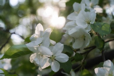 Bahar güneşinin ışınlarında yıkanan sayısız beyaz çiçekli bir orman elma ağacı filizleri. Seçici bir odaklanma ile yakın plan. Yaban elması tüm ihtişamıyla çiçek açar. Rusya, Ural 