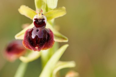 Ophrys shegodes sarı ve odak arka plan dışı makro