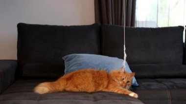 Kedi arabada, kanepede halatla oynuyor. Evde uzun saçlı kızıl kedi oyunu. Şirin, komik ev hayvanları. Evcil hayvan ve 4k video.