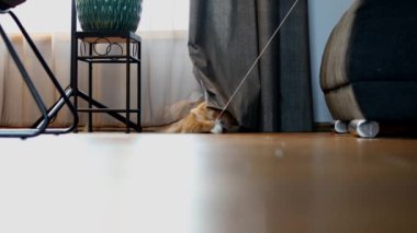 Tatlı kızıl kedi doğal halatla oynuyor. Evde uzun saçlı kızıl kedi oyunu. Oyuncu evcil hayvan.