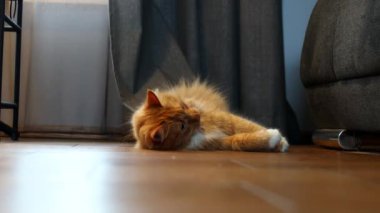 Tatlı kızıl kedi doğal halatla oynuyor. Evde uzun saçlı kızıl kedi oyunu. Oyuncu evcil hayvan.