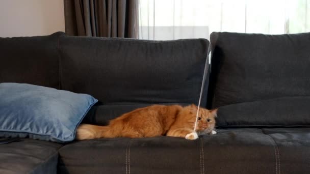 Kucing Bermain Dengan Tali Dalam Ruangan Pada Pelatih Sofa Kucing — Stok Video