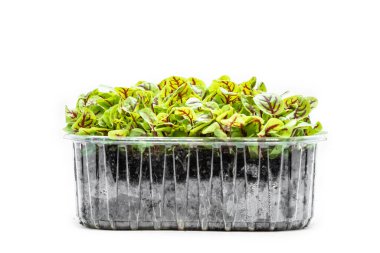 Beyaz arka planda pancar mikroçipleri. Taze sağlıklı filizler. Vegan ve sağlıklı beslenme konsepti.