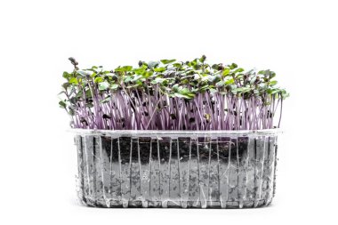 Beyaz arka planda lahana mikroçim. Taze sağlıklı filizler. Vegan ve sağlıklı beslenme konsepti.