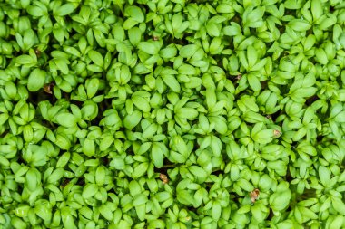 Cress salataları mikro yeşillikler aşağı doğru görünüyor. Taze sağlıklı filizler. Vegan ve sağlıklı beslenme konsepti.